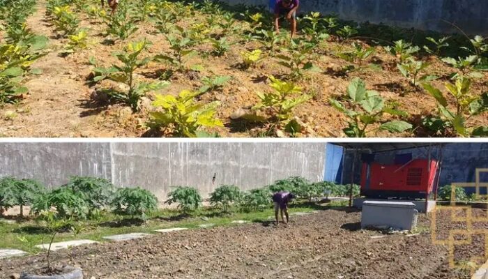 Lapas Narkotika Rumbai Kembangkan Kebun Sayur Untuk Pertahanan Pangan