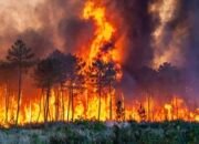 Pemko Pekanbaru Pertimbangkan Penetapan Status Siaga Karhutla