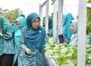 Rumah Hidroponik KWT Benteng Lestari Panen Perdana, Ketua TP PKK Siak Beri Apresiasi