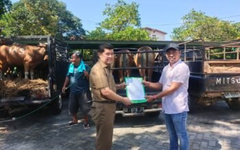 Sekda Kampar Terima Bantuan Sapi Qurban PT Anugerah Sawit Sejahtera, Wujud Kepedulian Perusahaan Tuai Apresiasi