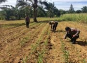 Polsek Bagan Sinembah Cek Pertumbuhan Jagung Pipil, Wujud Dukungan Ketahanan Pangan Nasional