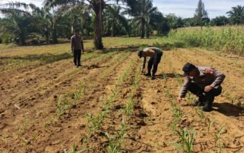 Polsek Bagan Sinembah Cek Pertumbuhan Jagung Pipil, Wujud Dukungan Ketahanan Pangan Nasional