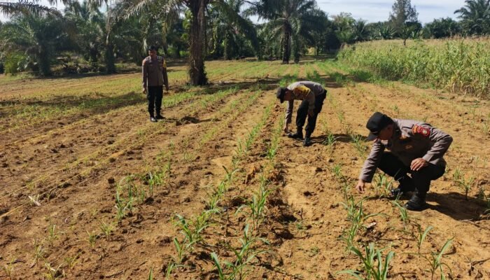 Polsek Bagan Sinembah Cek Pertumbuhan Jagung Pipil, Wujud Dukungan Ketahanan Pangan Nasional