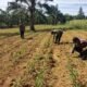 Polsek Bagan Sinembah Cek Pertumbuhan Jagung Pipil, Wujud Dukungan Ketahanan Pangan Nasional