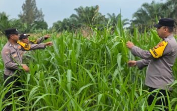 Polsek Bagan Sinembah Perkuat Ketahanan Pangan Nasional, Monitoring Intensif Pertumbuhan Jagung Terus Dilakukan
