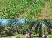Polsek Bagan Sinembah Dukung Ketahanan Pangan Nasional, Lakukan Pengecekan Pertumbuhan Jagung Pipil Program Asta Cita Presiden RI