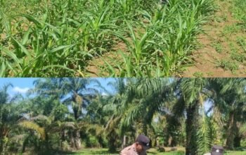 Polsek Bagan Sinembah Dukung Ketahanan Pangan Nasional, Lakukan Pengecekan Pertumbuhan Jagung Pipil Program Asta Cita Presiden RI