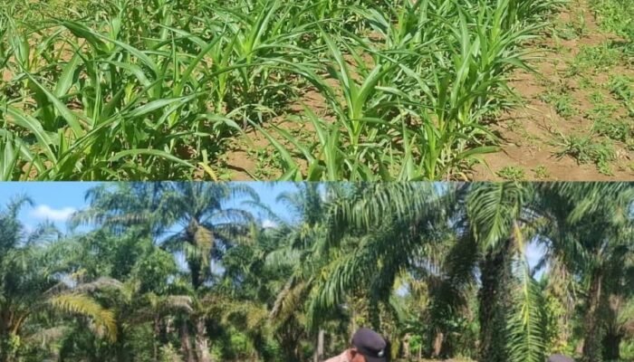 Polsek Bagan Sinembah Dukung Ketahanan Pangan Nasional, Lakukan Pengecekan Pertumbuhan Jagung Pipil Program Asta Cita Presiden RI