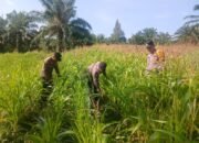 Polsek Bagan Sinembah Intensif Pantau Pertumbuhan Jagung, Wujud Nyata Dukung Program Ketahanan Pangan Nasional