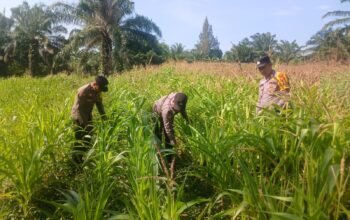 Polsek Bagan Sinembah Intensif Pantau Pertumbuhan Jagung, Wujud Nyata Dukung Program Ketahanan Pangan Nasional
