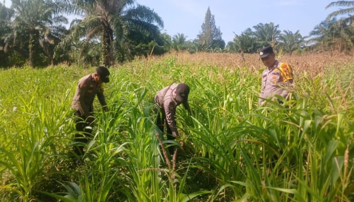 Polsek Bagan Sinembah Intensif Pantau Pertumbuhan Jagung, Wujud Nyata Dukung Program Ketahanan Pangan Nasional
