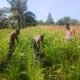 Polsek Bagan Sinembah Intensif Pantau Pertumbuhan Jagung, Wujud Nyata Dukung Program Ketahanan Pangan Nasional
