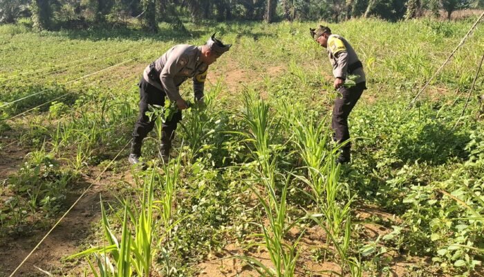 Polsek Bagan Sinembah Kawal Ketahanan Pangan, Pantau Intensif Pertumbuhan Jagung di Lahan 2 Hektare Demi Sukseskan Asta Cita Presiden