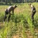 Polsek Bagan Sinembah Kawal Ketahanan Pangan, Pantau Intensif Pertumbuhan Jagung di Lahan 2 Hektare Demi Sukseskan Asta Cita Presiden