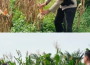 Dukung Asta Cita Presiden, Polsek Bagan Sinembah Intensif Pantau Perkembangan Jagung di Lahan 30 Hektare